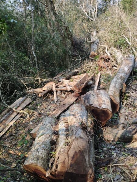 Frenan apeo ilegal de madera nativa en Caraguatay imagen-7