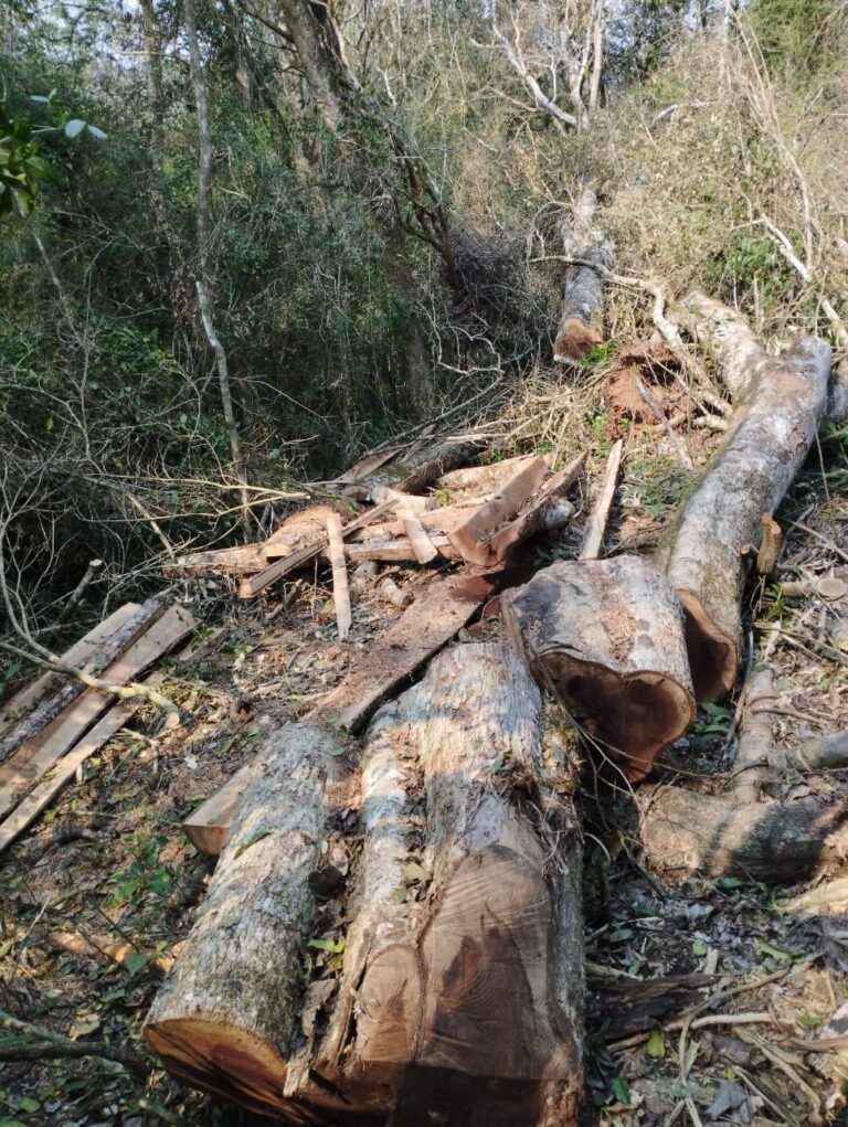 Frenan apeo ilegal de madera nativa en Caraguatay imagen-42