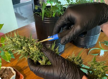 Activistas del cannabis buscan impulsar un Registro Provincial de Cultivadores imagen-3