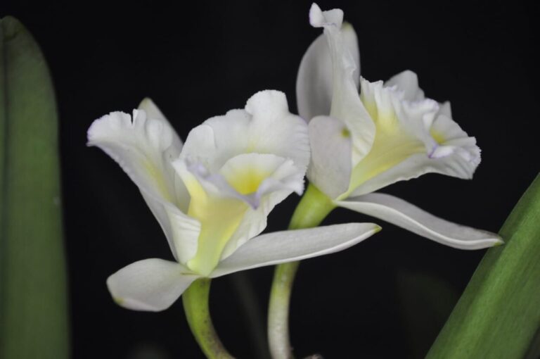 En homenaje a los inmigrantes, el Guardián de las Orquídeas registró un nuevo híbrido en Inglaterra imagen-43