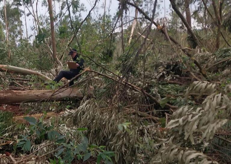 En plena tala murió aplastado por un árbol de eucalipto imagen-45