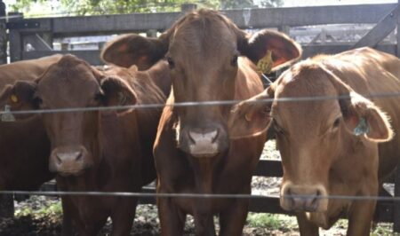 Remates, gastronomía, Polo y peña para la 12da Exposición de la Sociedad Rural de Misiones imagen-8