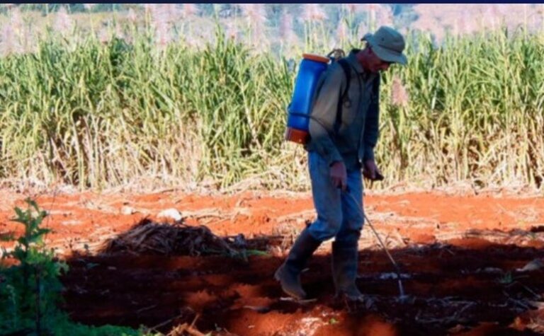 Bioinsumos: "La meta que seguiremos sosteniendo para el futuro de la provincia", dijo Passalacqua tras prorrogar los plazos de prohibición de uso del glifosato imagen-8