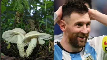 Insólito: descubren un nuevo hongo y lo bautizan «Messi» Insólito: descubren un nuevo hongo y lo bautizan "Messi" imagen-7