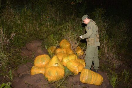 Hallan más de 280 kilos de cogollos de marihuana acopiados entre la maleza imagen-10