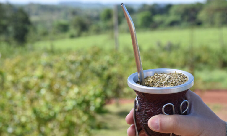 El circuito de la yerba mate, una propuesta para conocer su historia y producción en Misiones imagen-47