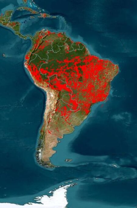Un denso humo sale de las selvas tropicales producto de los incendios imagen-10