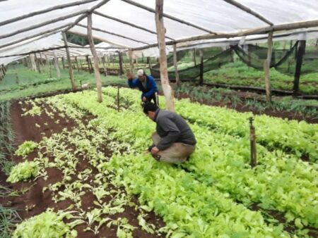 Monotributo Social: «Con su desguace el Estado elimina derechos adquiridos del trabajo no registrado de sectores vulnerados», destacan Monotributo Social: "Con su desguace el Estado elimina derechos adquiridos del trabajo no registrado de sectores vulnerados", destacan imagen-1