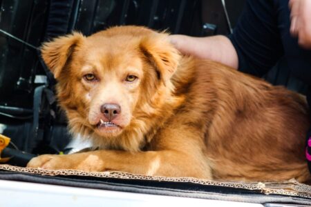Sanidad Animal: cronograma de asistencia del Imusa para la semana en los barrios posadeños Sanidad Animal: cronograma de asistencia del Imusa para la semana en los barrios posadeños imagen-8