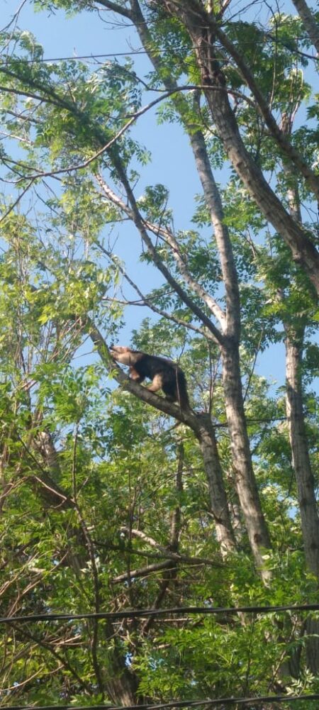 Rescatistas de la Policía resguardaron a un animal silvestre atrapado en la copa de un árbol imagen-5