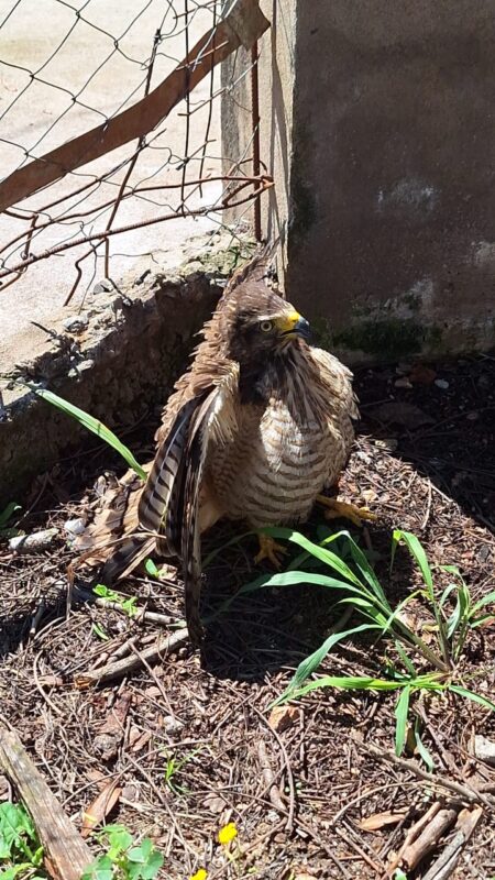 Aves autóctonas de Misiones fueron rescatadas y liberadas por policías ambientales imagen-9