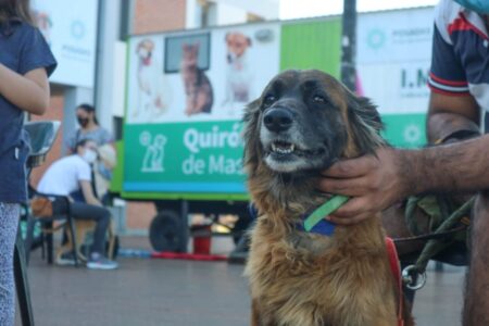 Sanidad animal: cronograma del Imusa para esta semana Sanidad animal: cronograma del Imusa para esta semana imagen-9