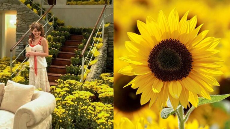 Flores amarillas: por qué se regalan cada 21 de septiembre en Argentina imagen-28