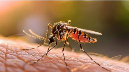 Dengue en la Argentina: las dos provincias con más casos imagen-4