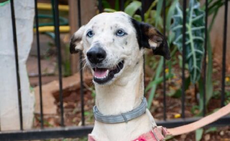 Cronograma: el Imusa continúa con sus labores de atención veterinaria en los barrios imagen-1