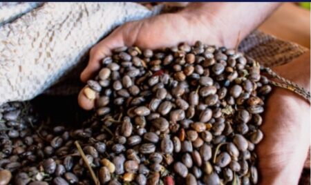 Preparan la exposición de la Semilla Criolla en Pozo Azul Preparan la exposición de la Semilla Criolla en Pozo Azul imagen-6