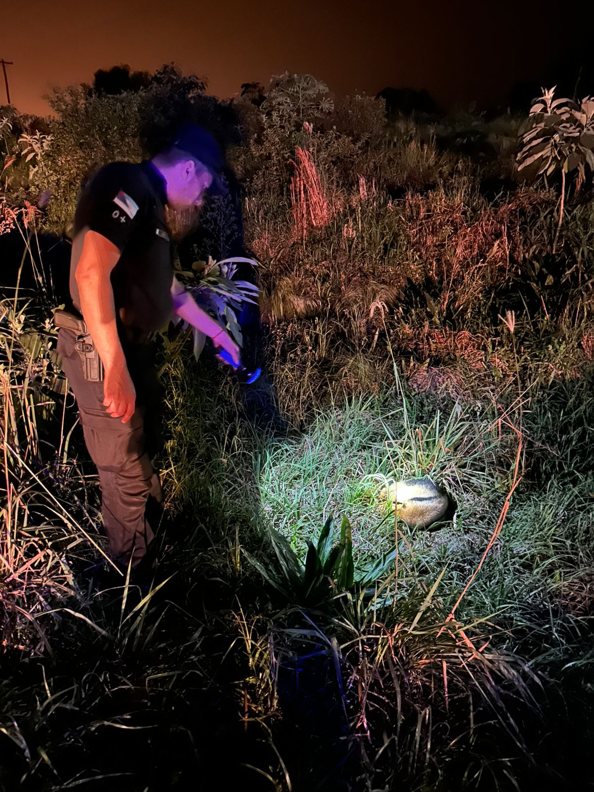 Policías resguardaron a dos animales silvestres que se hallaban fuera de su hábitat imagen-4