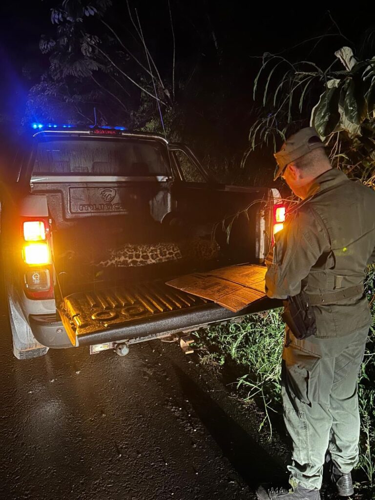 Avances en la investigación por la muerte de una cachorra de Yaguareté atropellada en la Ruta 12 imagen-28