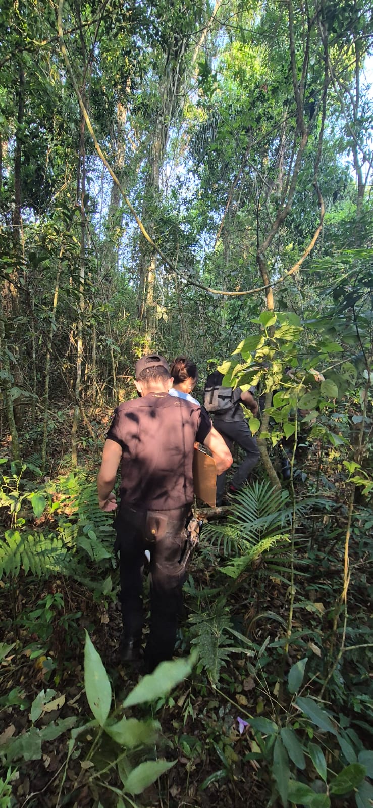 Operativo provincial para ubicar al vehículo que atropelló a un Yaguareté en Iguazú imagen-8