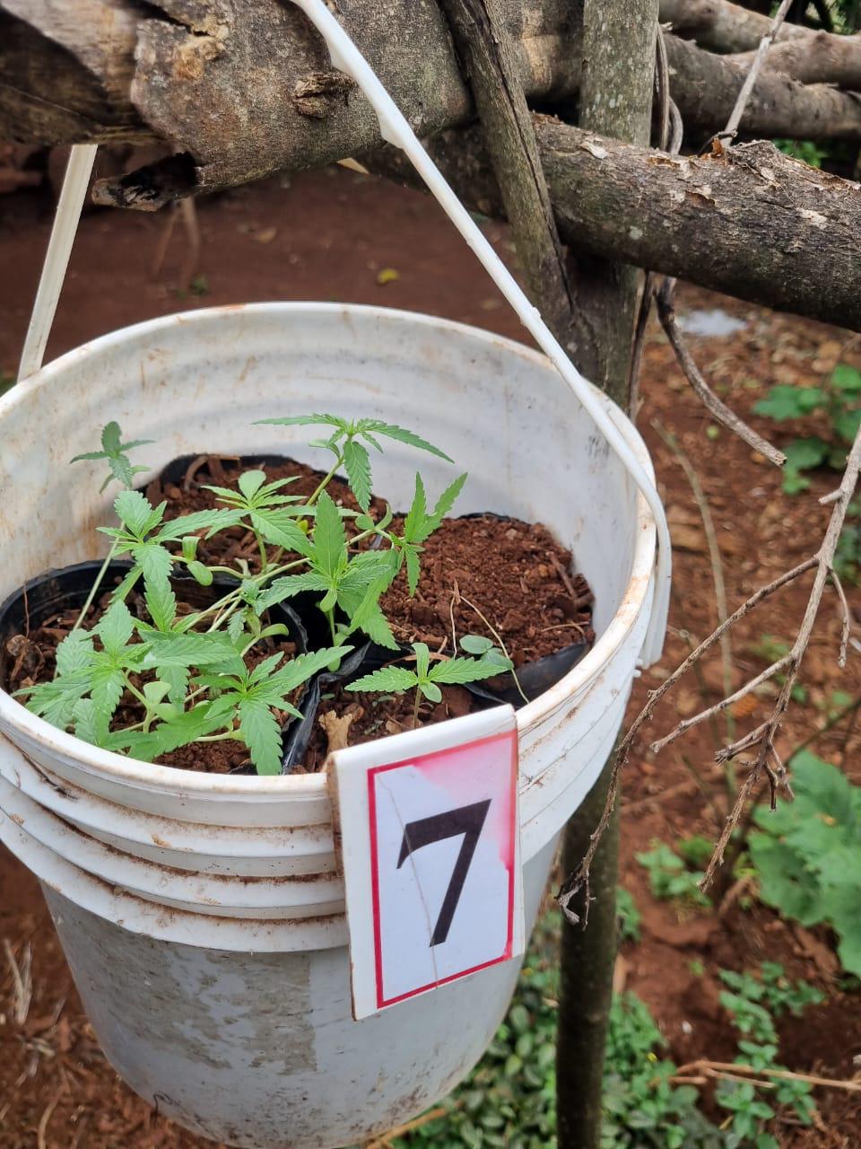 Patrullas rurales secuestraron 20 plantas de marihuana, 2 armas y detuvieron a 7 personas por abigeato imagen-8