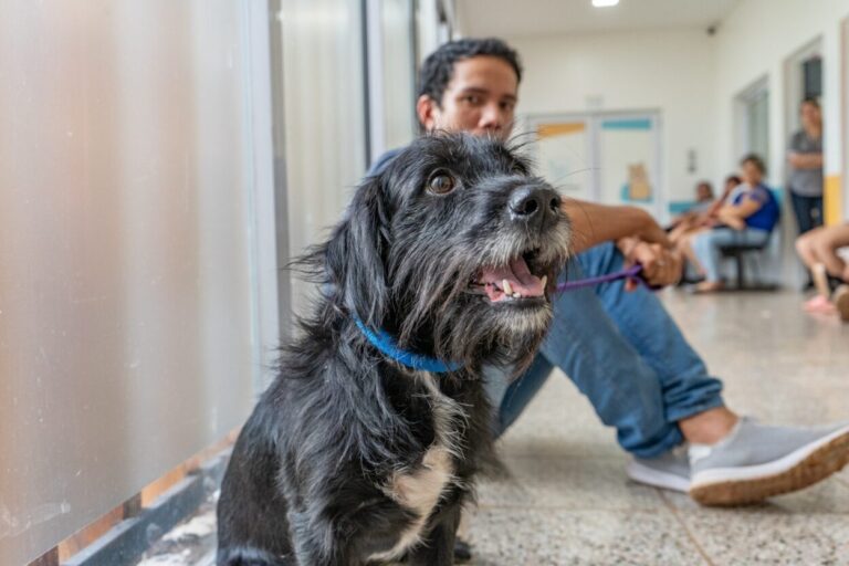 Sanidad Animal: el Imusa intensifica trabajo en los barrios imagen-32