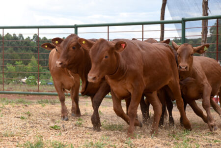 Misiones comenzó una nueva campaña de vacunación contra la fiebre aftosa Misiones comenzó una nueva campaña de vacunación contra la fiebre aftosa imagen-5