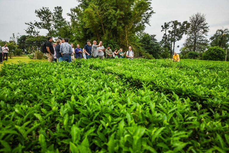 El té misionero recibe impulso internacional con la mentoría AL-Invest Verde imagen-48