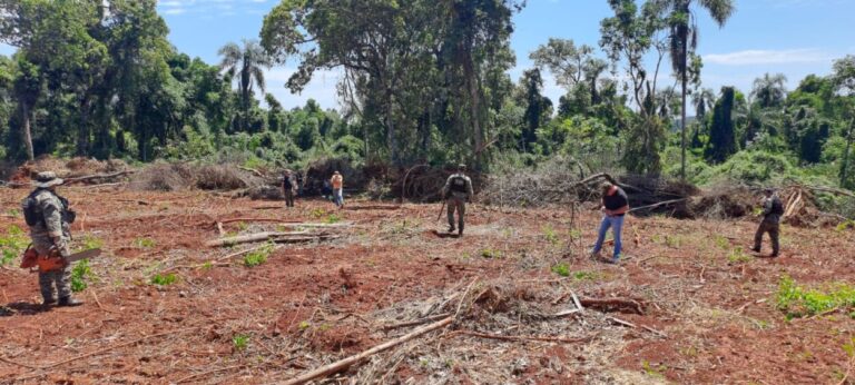 Policías impidieron la deforestación ilegal de un área nativa de Misiones imagen-29