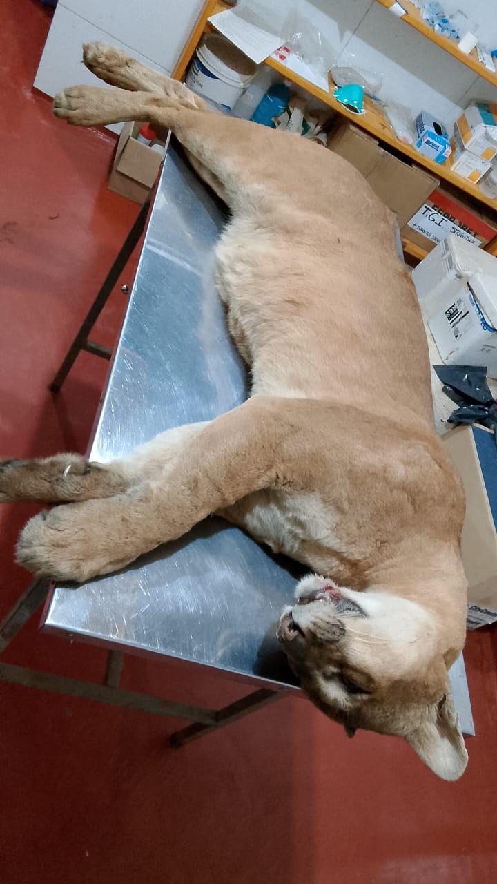 Muerte del puma: Passalacqua destacó el trabajo policial "para identificar al responsable del triste atropello" imagen-2