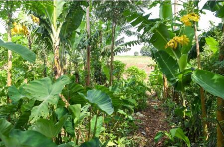 Hacia la sustentabilidad de los sistemas agroecológicos Hacia la sustentabilidad de los sistemas agroecológicos imagen-10