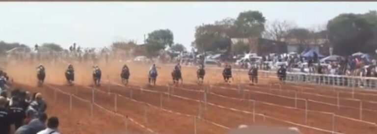 Tragedia en el Hipódromo: Fundación promueve acciones ante el Estado y va a la Justicia para que se termine el maltrato animal imagen-2
