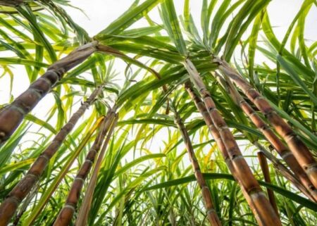 En septiembre, las exportaciones de las economías regionales alcanzaron los USD 8.649 millones, el monto más alto desde enero 2023 imagen-2