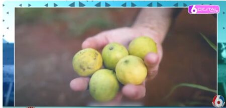 Legislatura aprueba modificaciones a la Ley de Productos Fitosanitarios en Misiones Legislatura aprueba modificaciones a la Ley de Productos Fitosanitarios en Misiones imagen-10