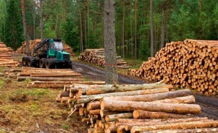 Presentarán en la Legislatura el Sistema de Información Foresto Industrial de Misiones Presentarán en la Legislatura el Sistema de Información Foresto Industrial de Misiones imagen-8