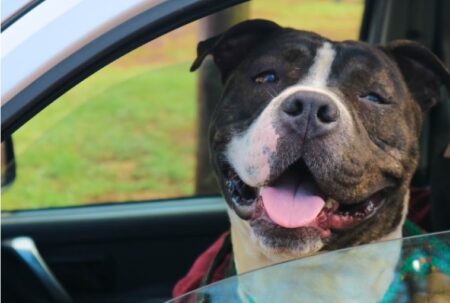 Sanidad animal: el Imusa refuerza la atención veterinaria en los barrios posadeños imagen-6