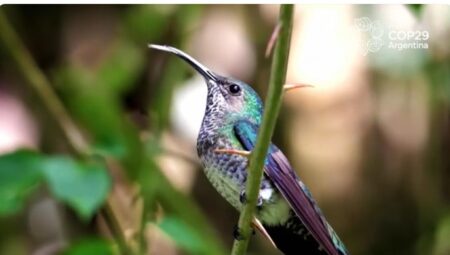 Argentina coloca a Misiones como referente de la COP29 imagen-8