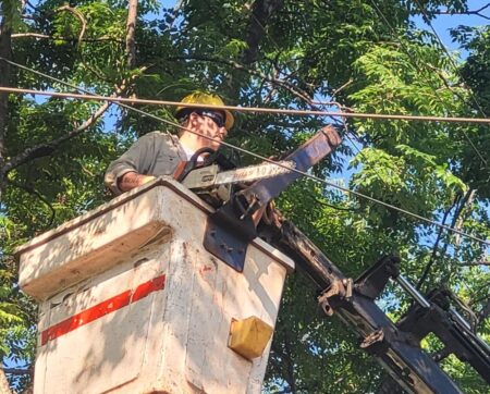 Energía de Misiones realizó trabajos de poda en Posadas para garantizar el suministro eléctrico imagen-10