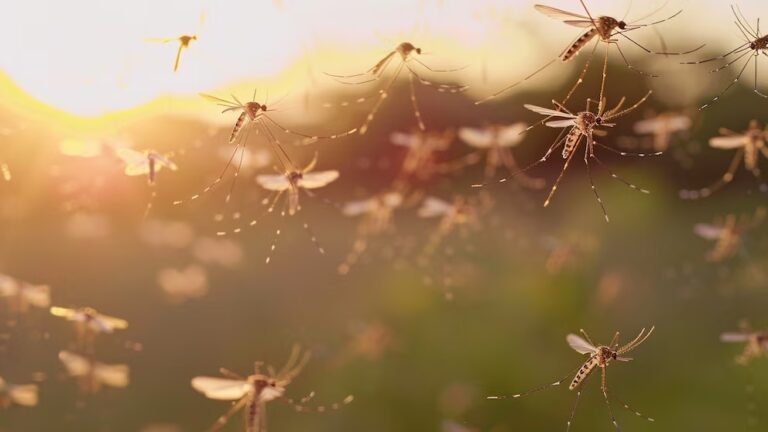 El calentamiento global es responsable de casi un 20% de los casos de dengue en el mundo, alerta un estudio imagen-46