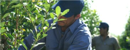 El Programa Intercosecha alcanza valores históricos El Programa Intercosecha alcanza valores históricos imagen-7