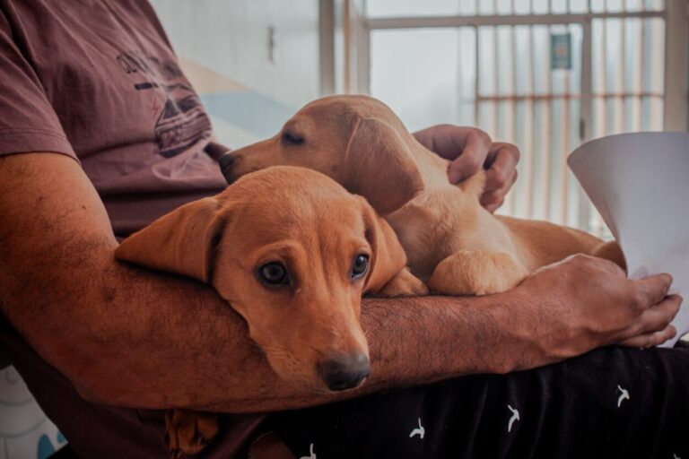 Imusa continúa con atención veterinaria esencial en los barrios posadeños imagen-33