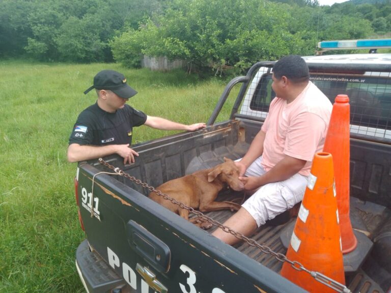 "Chocolate", su búsqueda se hizo viral en las redes y la Policía lo recuperó imagen-14