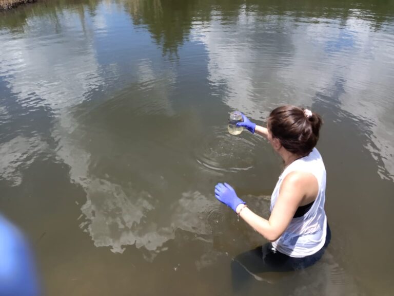 Misiones: Investigación confirma la aparición de medusas de importancia sanitaria imagen-10