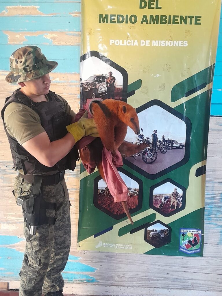 Apareció un oso melero en el patio de una vivienda y fue resguardado por policías ambientales imagen-35