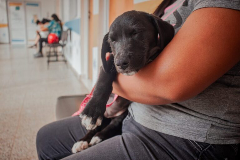 Imusa: cronograma de la atención veterinaria esencial en los barrios imagen-7