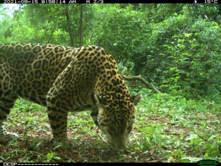 Estudian la posibilidad de reforzar el proyecto de repoblación del Yaguareté en la Selva Paranaense imagen-7