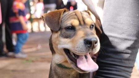 Relevamiento de animales de compañía: Arrancó la iniciativa municipal para mejorar la salud animal en la ciudad imagen-9