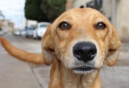 Ponen en marcha un operativo para conocer la situación de los animales de compañía en Posadas imagen-9