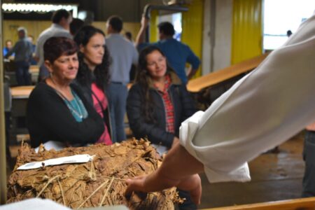 Comenzó en Misiones el censo tabacalero 2024 – 2025 Comenzó en Misiones el censo tabacalero 2024 - 2025 imagen-7