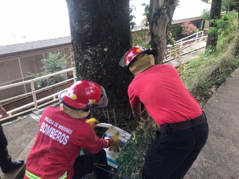 Bomberos policiales buscaron una yarará hallada en una Escuela y la liberaron en su hábitat natural imagen-13