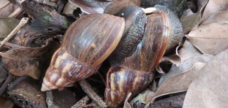 Primera detección de Caracol Gigante Africano en el departamento General Belgrano imagen-49